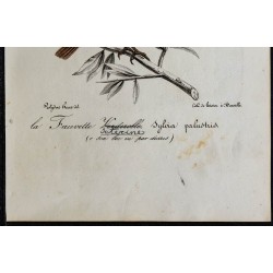 1830 - Hypolaïs ictérine 