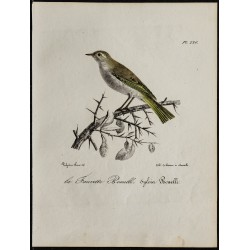 1830 - Pouillot de Bonelli 