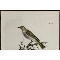 1830 - Pouillot de Bonelli 