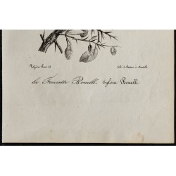 1830 - Pouillot de Bonelli 