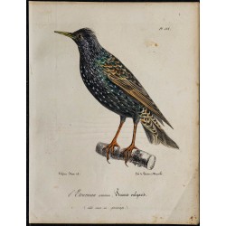 1830 - Étourneau sansonnet 