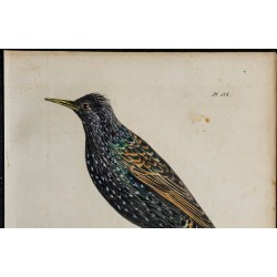 1830 - Étourneau sansonnet 