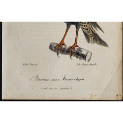 1830 - Étourneau sansonnet 