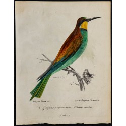 1830 - Guêpier d’Europe 