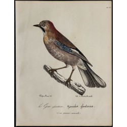 1830 - Geai des chênes 