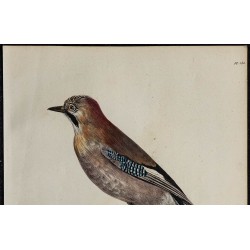 1830 - Geai des chênes 