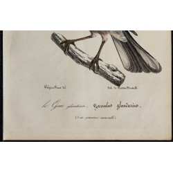1830 - Geai des chênes 