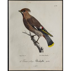 1830 - Jaseur boréal 