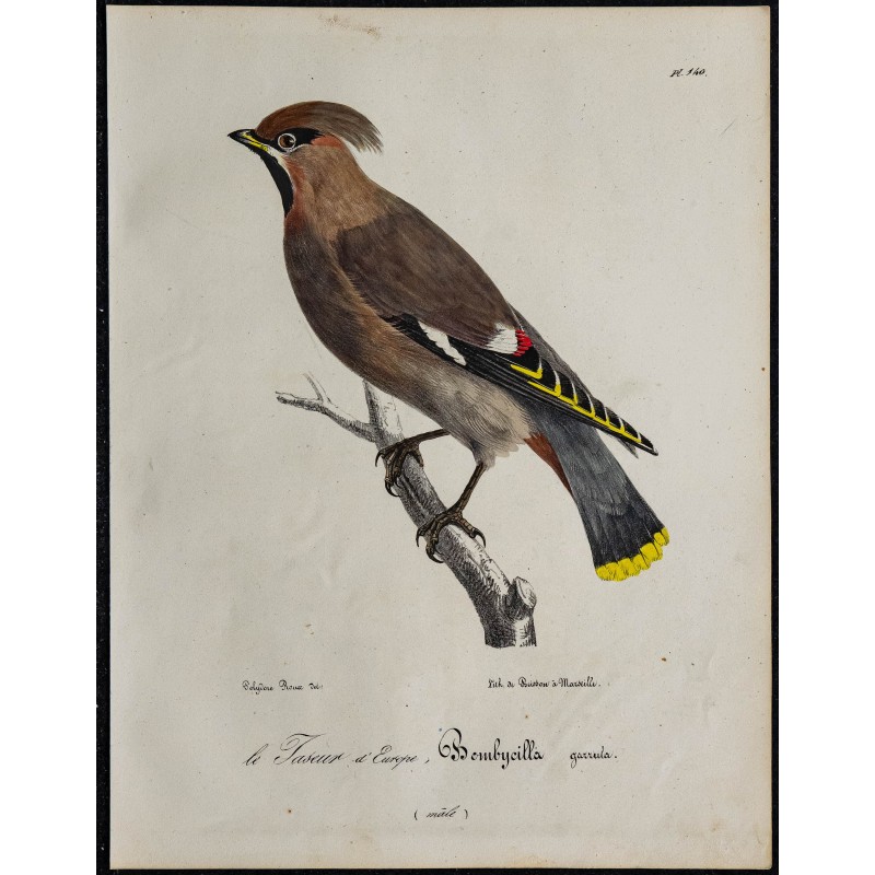 1830 - Jaseur boréal 1830 - Jaseur boréal