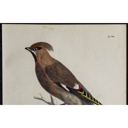 1830 - Jaseur boréal 