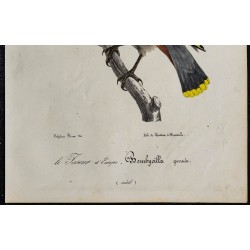 1830 - Jaseur boréal 