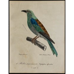 1830 - Rollier d’Europe 