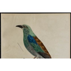 1830 - Rollier d’Europe 