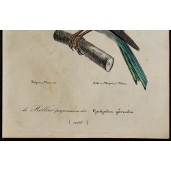 1830 - Rollier d’Europe 