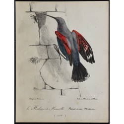 1830 - Tichodrome échelette 