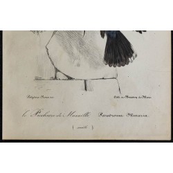 1830 - Tichodrome échelette 