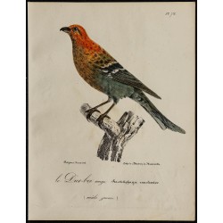 1830 - Durbec des sapins 