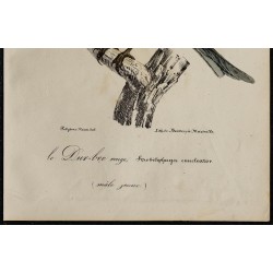 1830 - Durbec des sapins 
