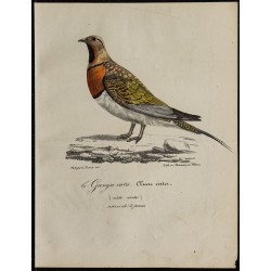 1830 - Ganga unibande cata 