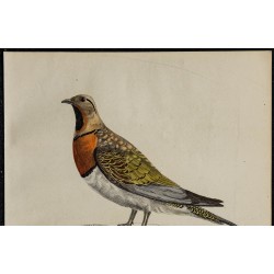 1830 - Ganga unibande cata 