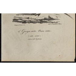 1830 - Ganga unibande cata 