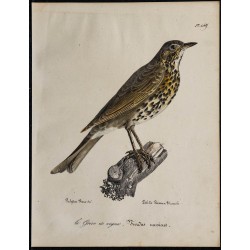 1830 - Grive musicienne 