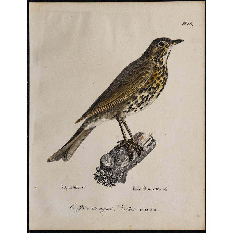 1830 - Grive musicienne 