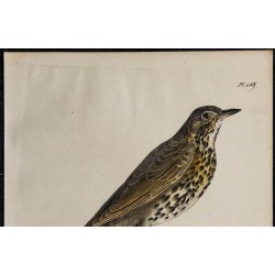1830 - Grive musicienne 