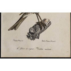 1830 - Grive musicienne 