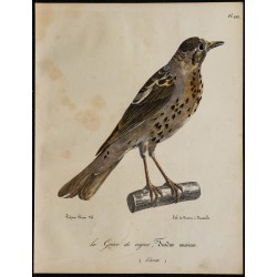 1830 - Grive musicienne 
