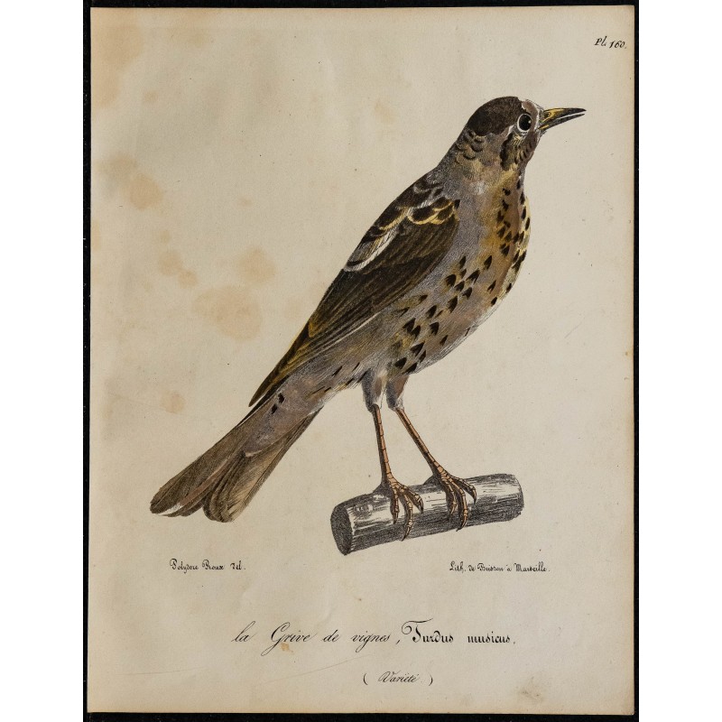 1830 - Grive musicienne 1830 - Grive musicienne