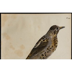1830 - Grive musicienne 