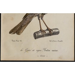 1830 - Grive musicienne 