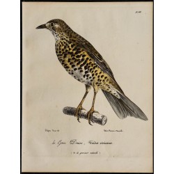 1830 - Grive draine 