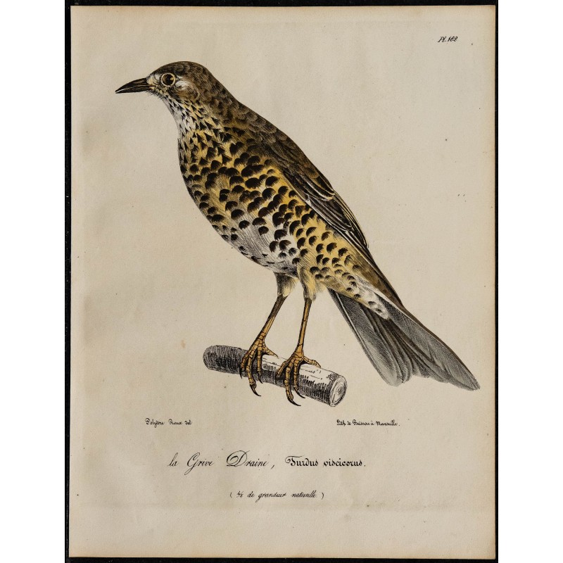 1830 - Grive draine 