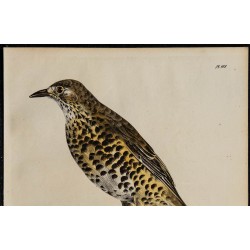 1830 - Grive draine 