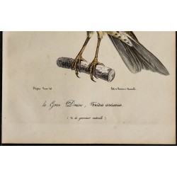 1830 - Grive draine 