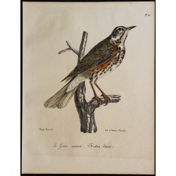 1830 - Grive mauvis 
