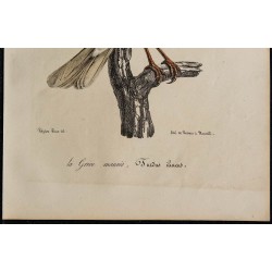 1830 - Grive mauvis 