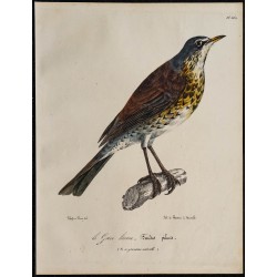 1830 - Grive litorne 