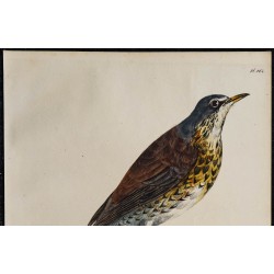 1830 - Grive litorne 
