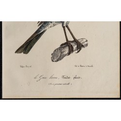 1830 - Grive litorne 