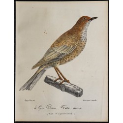 1830 - Grive Draine 