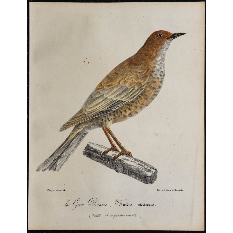 1830 - Grive Draine 1830 - Grive Draine