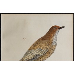 1830 - Grive Draine 