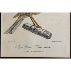 1830 - Grive Draine 