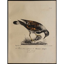 1830 - Tournepierre à collier 