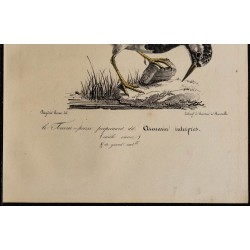 1830 - Tournepierre à collier 