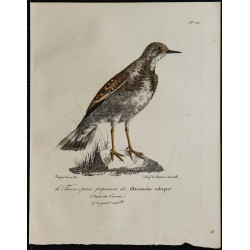 1830 - Tournepierre à collier 
