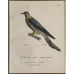 1830 - Coucou gris 
